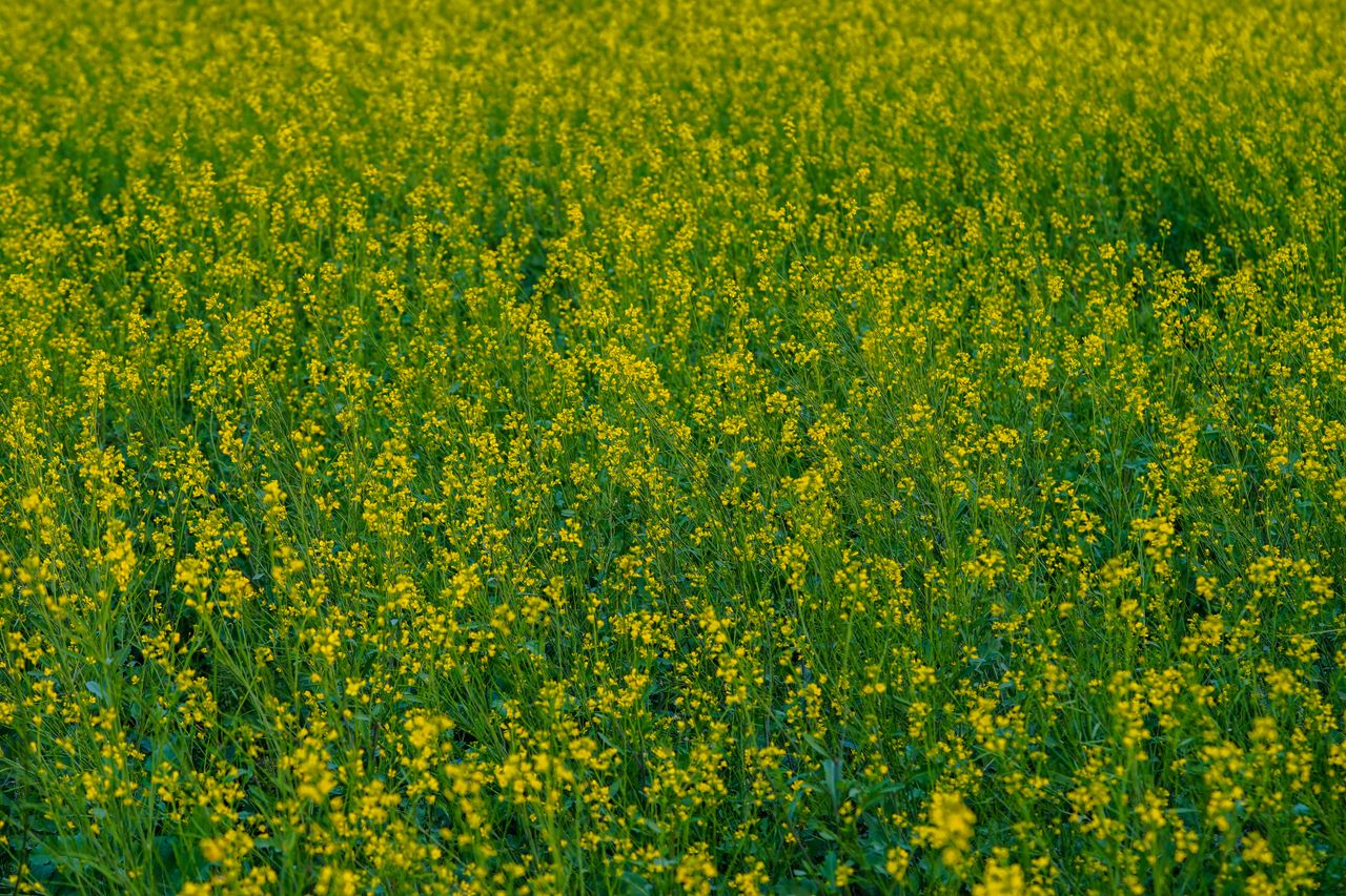 Expansive field of vivid yellow rapeseed flowers during day, showcasing nature's beauty.