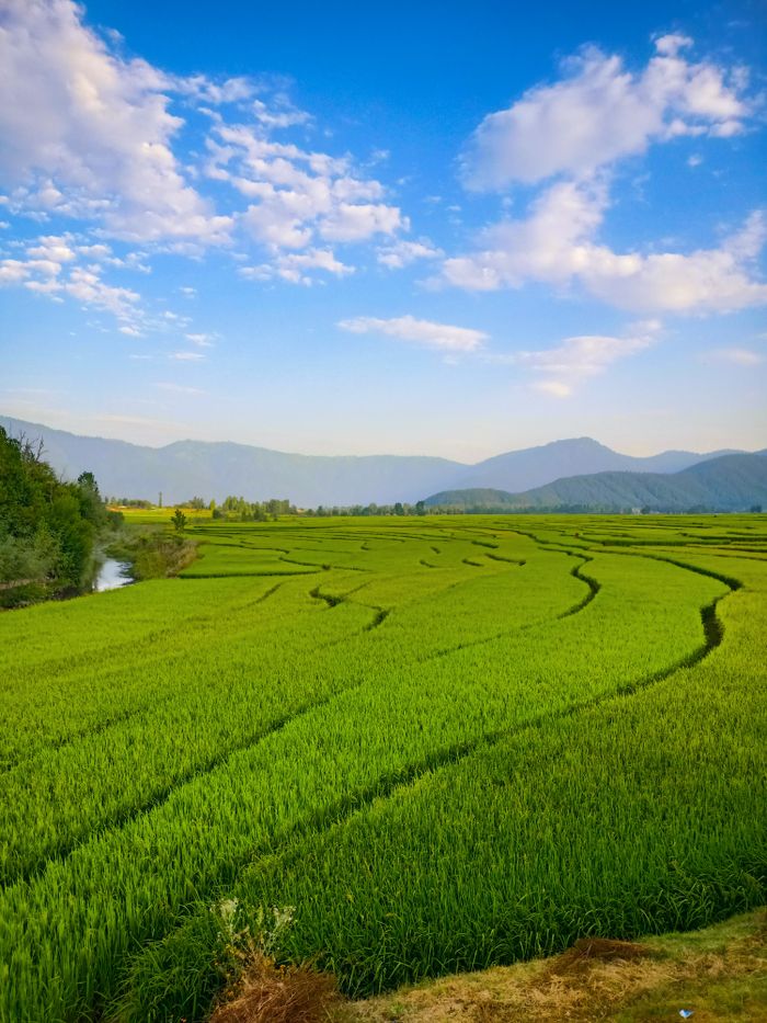 Expansive rice fields in Khurhama with vibrant greenery, under a bright blue sky.