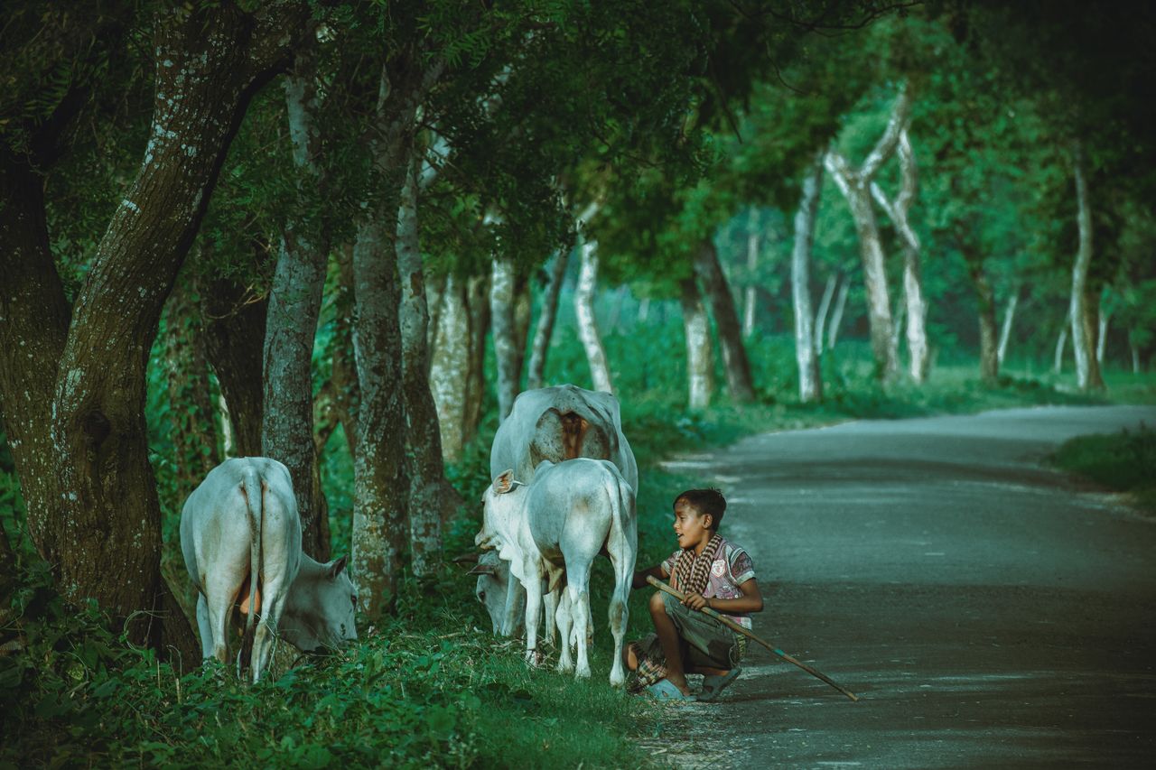 A young boy tends to cattle on a serene green road lined with trees in rural Bangladesh.